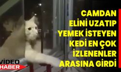 Camdan elini uzatıp yemek isteyen kedi en çok izlenenler arasına girdi