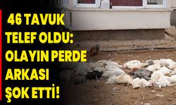 46 Tavuk Telef Oldu: Olayın Perde Arkası Şok Etti!