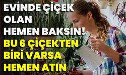 Evinde Çiçek Olan Hemen Baksın! Bu 6 Çiçekten Biri Varsa Hemen Atın