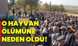 O Hayvan ölümüne neden oldu!