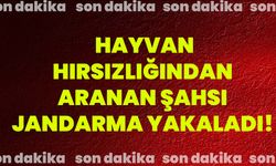 Hayvan hırsızlığından aranan şahsı jandarma yakaladı