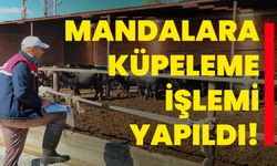 Mandalara küpeleme işlemi yapıldı!