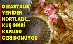 O hastalık yeniden hortladı… Kuş gribi kabusu geri dönüyor