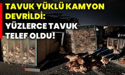 Tavuk yüklü kamyon devrildi: Yüzlerce tavuk telef oldu!