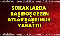 Sokaklarda gezen  başıboş atlar şaşkınlık yarattı!