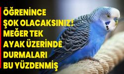 Öğrenince Şok Olacaksınız! Meğer Tek Ayak Üzerinde Durmaları Bu Yüzdenmiş