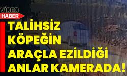 Talihsiz köpeğin araçla ezildiği anlar kamerada!