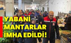 Yabani mantarlar imha edildi!