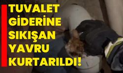 Isparta'da tuvalet giderine sıkışan yavru kurtarıldı!