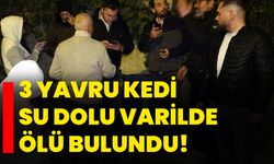 Kütahya'da 3 yavru kedi su dolu varilde ölü bulundu!