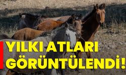 Yılkı atları görüntülendi!