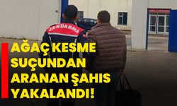 Ağaç kesme suçundan aranan şahıs yakalandı!