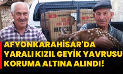 Afyonkarahisar'da yaralı kızıl geyik yavrusu koruma altına alındı!