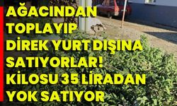 Ağacından Toplayıp Direk Yurt Dışına Satıyorlar! Kilosu 35 Liradan Yok Satıyor