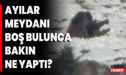 Ayılar Meydanı Boş Bulunca Bakın Ne Yaptı?