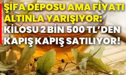 Şifa deposu ama fiyatı altınla yarışıyor: Kilosu 2 bin 500 TL’den kapış kapış satılıyor!