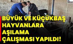 Büyük ve küçükbaş hayvanlara aşılama çalışması yapıldı!