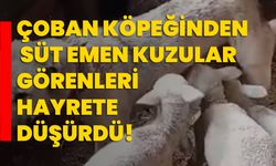 Çoban köpeğinden süt emen kuzular görenleri hayrete düşürdü!