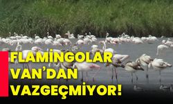 Flamingolar van’dan vazgeçmiyor!