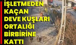 İşletmeden Kaçan Deve Kuşları Ortalığı Birbirine Kattı