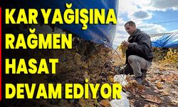 Kar Yağışına Rağmen Hasat Devam Ediyor