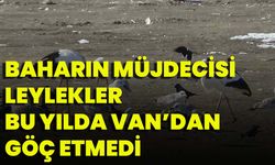 Baharın Müjdecisi Leylekler Bu Yılda Van’dan Göç Etmedi