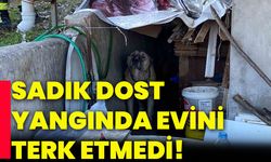 Sadık dost yangında evini terk etmedi!