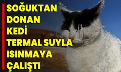 Soğuktan Donan Kedi Termal Suyla Isınmaya Çalıştı