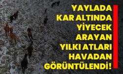 Yaylada kar altında yiyecek arayan yılkı atları havadan görüntülendi!