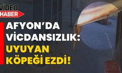 Afyonkarahisar’da vicdansızlık: Uyuyan köpeği ezdi!