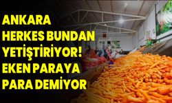 Ankara herkes bundan yetiştiriyor! Eken paraya para demiyor