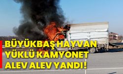 Büyükbaş hayvan yüklü kamyonet alev alev yandı!