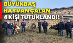 Büyükbaş hayvan çalan 4 kişi tutuklandı!