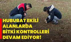 Hububat ekili alanlarda bitki kontrolleri devam ediyor!