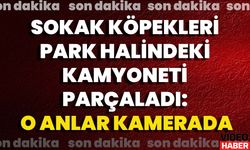 Sokak Köpekleri Park Halindeki Kamyoneti Parçaladı: O Anlar Kamerada