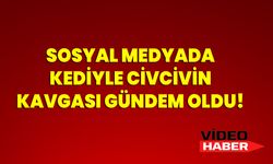 Sosyal Medyada Kediyle Civcivin Kavgası Gündem Oldu