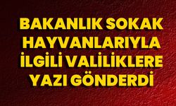 Bakanlık Sokak Hayvanlarıyla İlgili Valiliklere Yazı Gönderdi