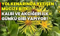 Yol kenarında yetişen mucize bitki! Kalbi ve akciğeri ilk günkü gibi yapıyor!