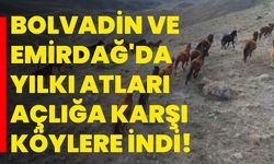 Bolvadin ve Emirdağ'da yılkı atları açlığa karşı köylere indi!