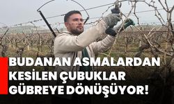 Budanan asmalardan kesilen çubuklar gübreye dönüşüyor!