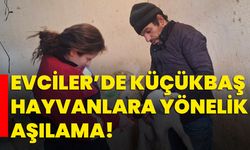 Evciler’de küçükbaş hayvanlara yönelik aşılama!