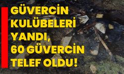 Isparta'da güvercin kulübeleri yandı, 60 güvercin telef oldu!