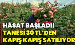 Hasat başladı! Tanesi 30 TL’den kapış kapış satılıyor