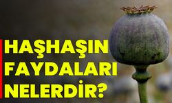 Haşhaşın Faydaları Nelerdir?