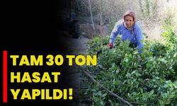 Tam 30 Ton Hasat Yapıldı!