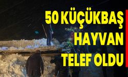 50 Küçükbaş Hayvan Telef Oldu