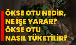 Ökse otu nedir, ne işe yarar? Ökse otu nasıl tüketilir?