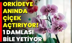 Orkideye anında çiçek açtırıyor! 1 damlası bile yetiyor