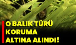 O Balık Türü Koruma Altına Alındı!