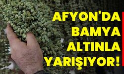 Afyon'da Bamya Altınla Yarışıyor!